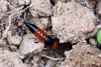 Paederus littoralis