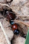 Paederus littoralis