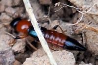 Paederus littoralis