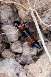 Paederus littoralis