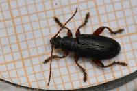 Plateumaris consimilis