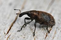 Lepyrus capucinus