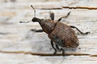 Lepyrus capucinus