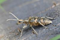 Rhagium sycophanta
