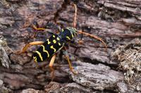 Plagionotus arcuatus