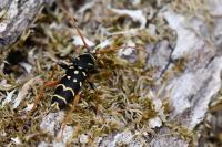 Plagionotus arcuatus