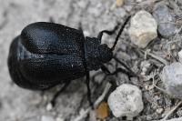 Galeruca luctuosa