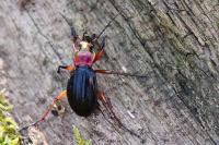Carabus auronitens