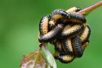 Gonioctena decemnotata