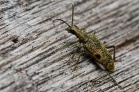 Rhagium mordax