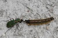 Cicindela campestris