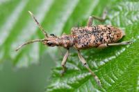 Rhagium sycophanta