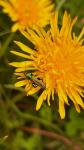 Oedemera nobilis