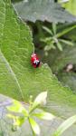 Harmonia axyridis
