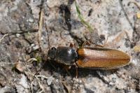 Athous vittatus