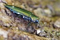 Agrilus biguttatus