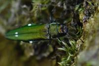Agrilus biguttatus