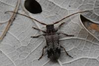 Exocentrus adspersus