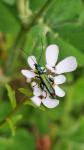 Oedemera nobilis