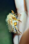 Amphimallon solstitiale
