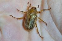 Amphimallon solstitiale