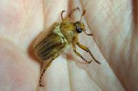 Amphimallon solstitiale