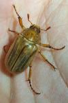 Amphimallon solstitiale