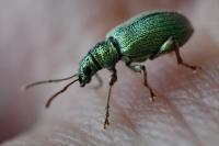 Phyllobius argentatus