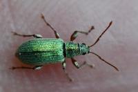 Phyllobius argentatus