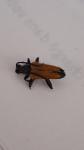 Stictoleptura fulva