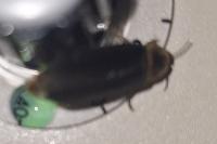 Lampyris noctiluca
