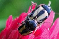 Cryptocephalus vittatus