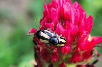 Cryptocephalus vittatus