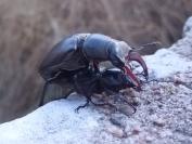 Lucanus cervus