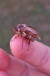 Amphimallon solstitiale