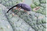 Rhopalapion longirostre
