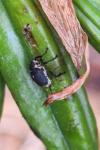 Mononychus punctumalbum