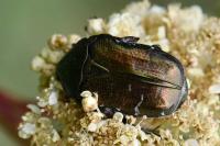 Cetonia aurata