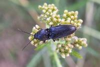 Hemicrepidius hirtus
