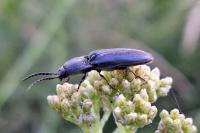 Hemicrepidius hirtus