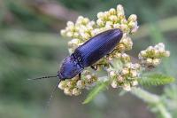 Hemicrepidius hirtus