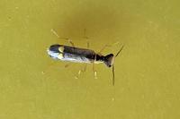 Malthinus seriepunctatus