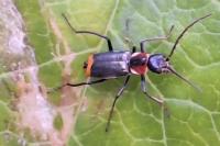 Axinotarsus pulicarius