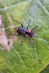 Axinotarsus pulicarius