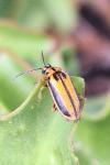 Xanthogaleruca luteola