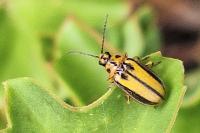 Xanthogaleruca luteola