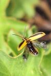 Xanthogaleruca luteola