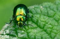 Chrysolina herbacea