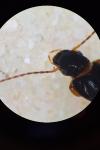 Parophonus mendax