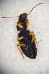 Parophonus mendax